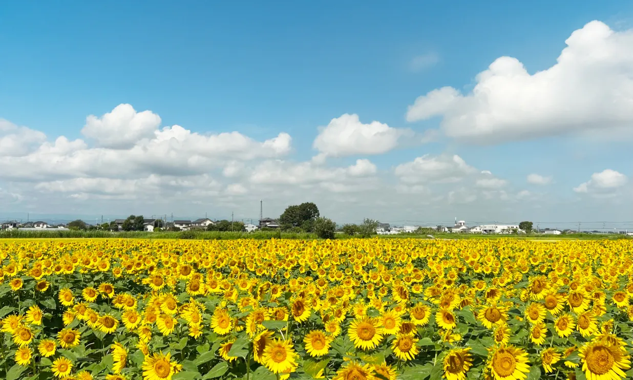 キービジュアル中央