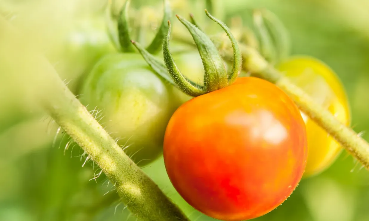 キービジュアル右