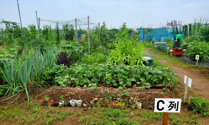 市民農園ギャラリー画像１