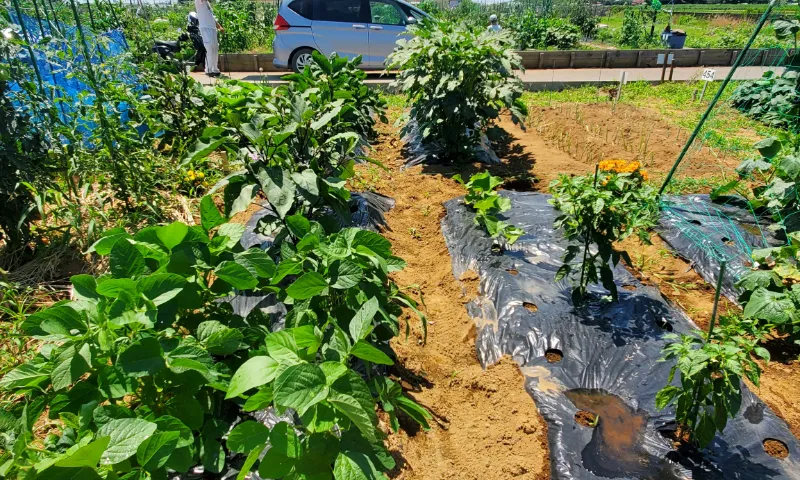 市民農園ギャラリー画像３