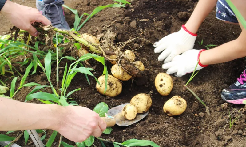 体験農園のギャラリー画像１