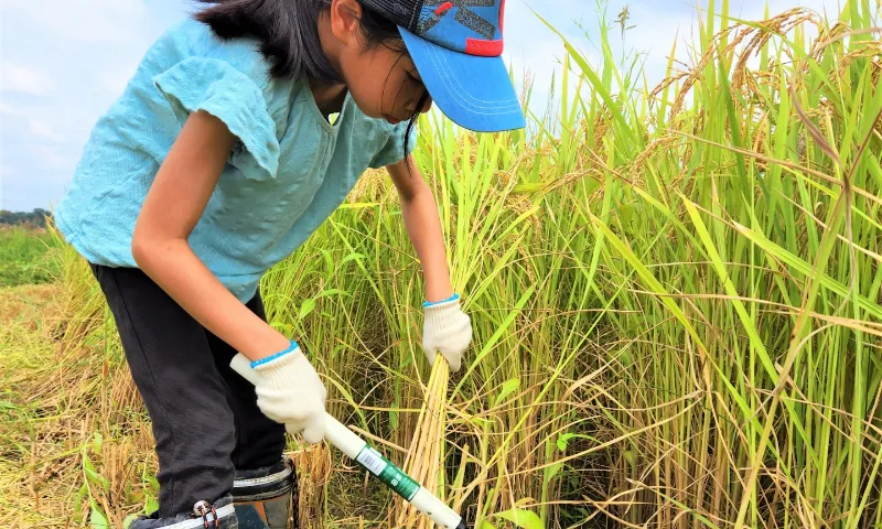 体験農園のギャラリー画像３