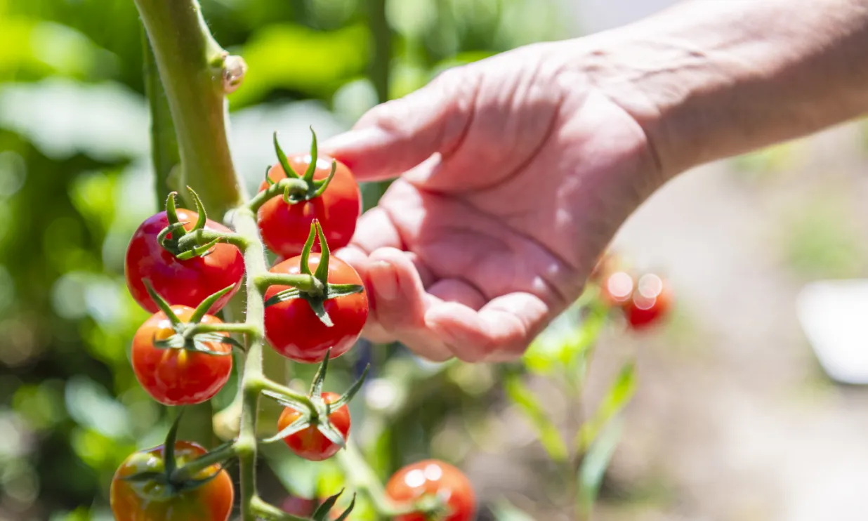 キービジュアル右