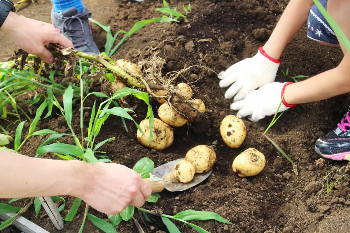 農業体験の写真２
