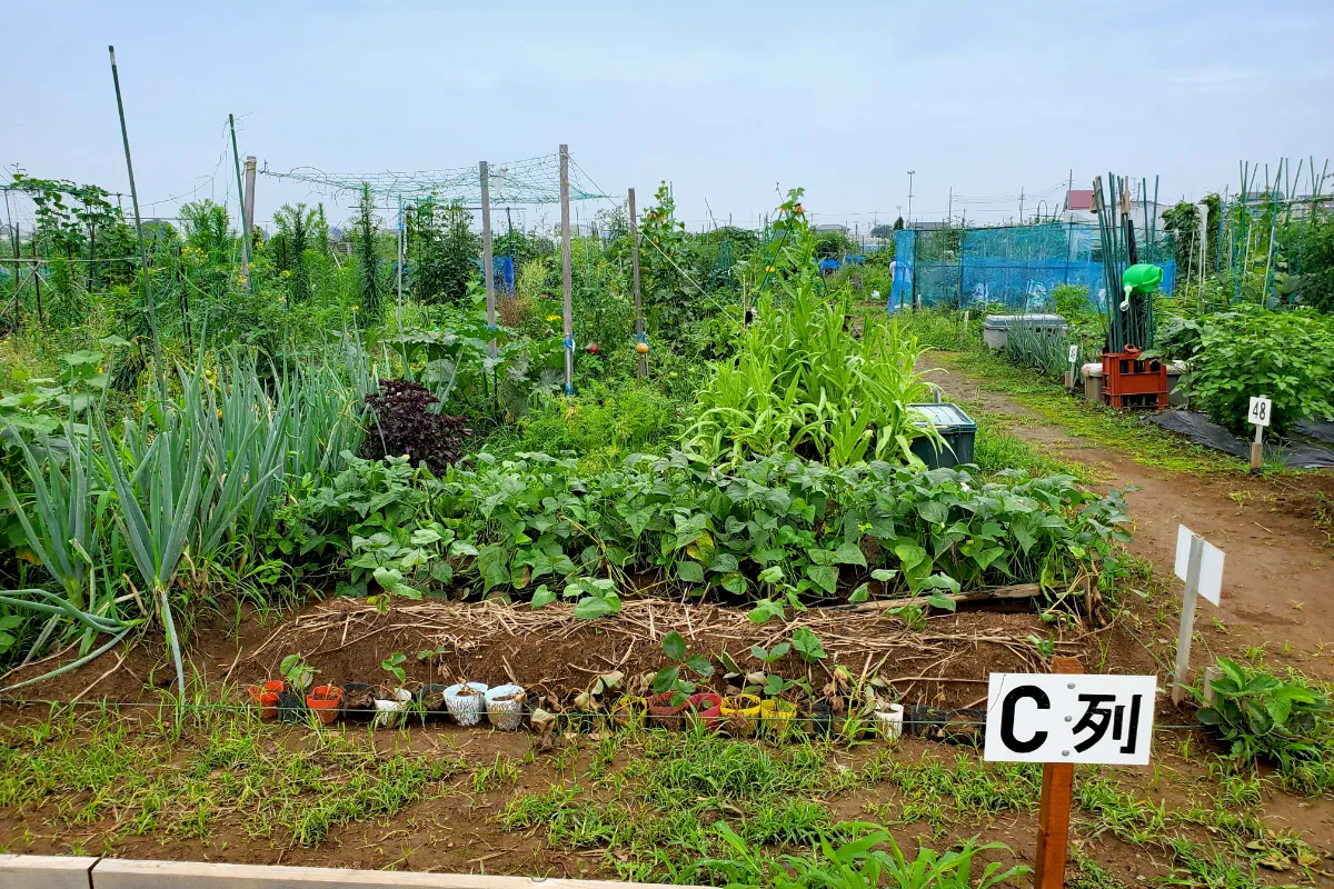 農業体験の写真１