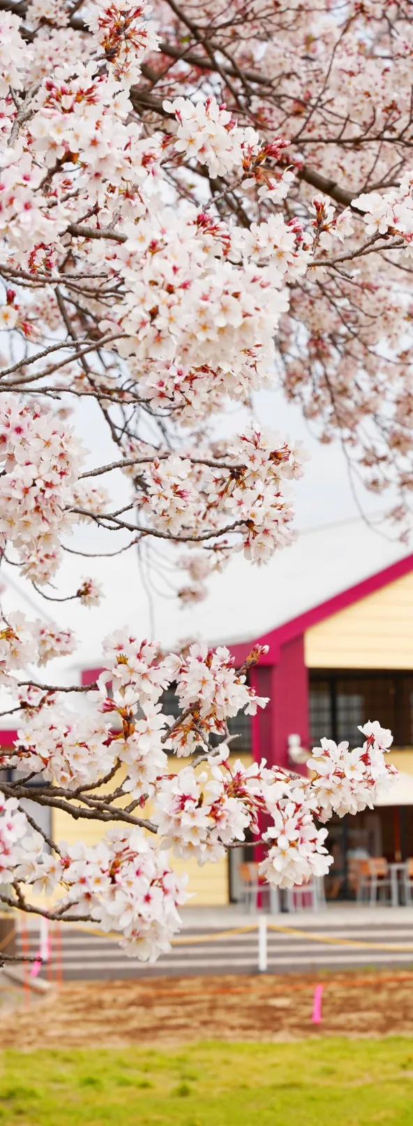 キービジュアル右