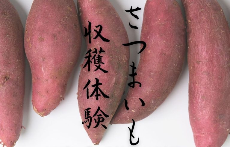 【10月10日(土)・11日(日)開催】サツマイモ収穫体験①の募集を開始します！